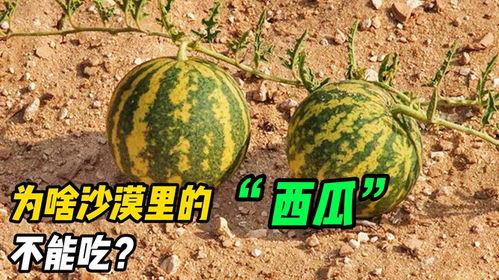 吃瓜沙漠瓜,揭秘吃瓜沙漠瓜的独特魅力